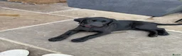 Labrador Retriever dogs for sale: Labrador puppies  - Advert 6