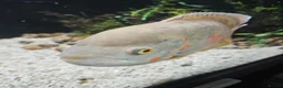 Cichlids fish for sale: Female Oscar & Jaguar Cichlid in Telford - Advert 4