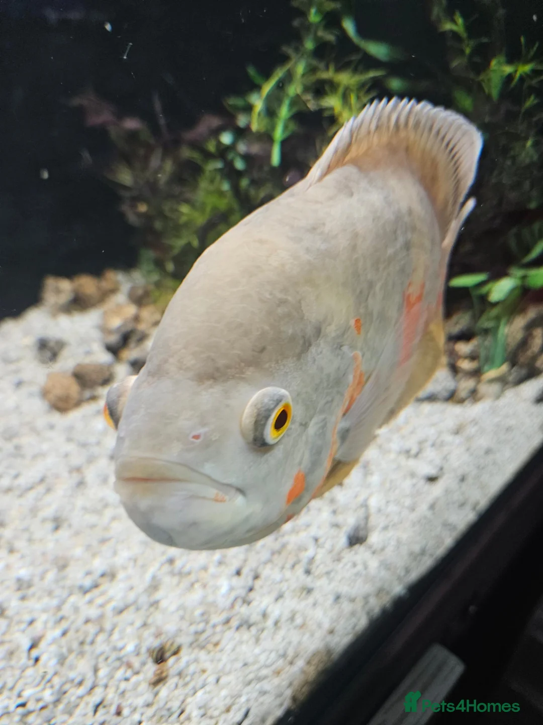 Cichlids fish for sale: Female Oscar & Jaguar Cichlid in Telford - Advert 4