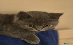 British Shorthair cats for sale: British shorthair  - Image 26