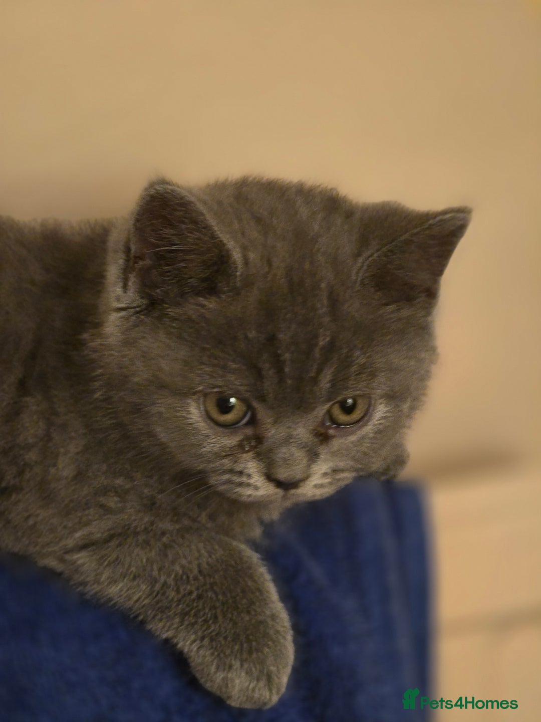 British Shorthair cats for sale: British shorthair  - Image 26