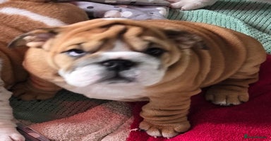 English Bulldog dogs - Advert 16