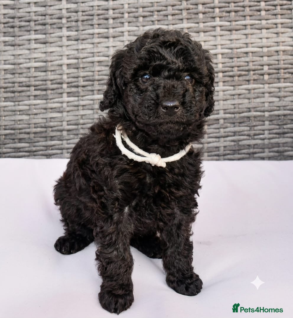 Miniature Poodle dogs Adorable kc reg miniature poodles - Advert 2