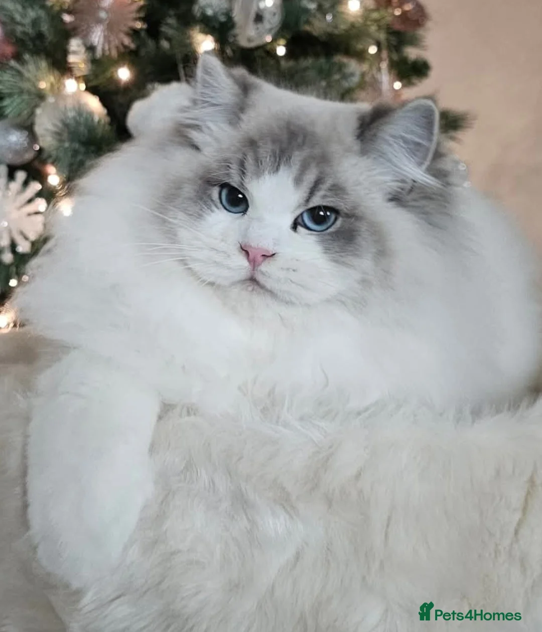 Ragdoll cats for sale: Stunning GCCF registered kittens  - Advert 2
