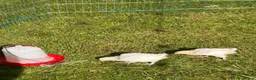 Chickens poultry for sale: Mixed breed chicks for sale  in Nottingham - Advert 1