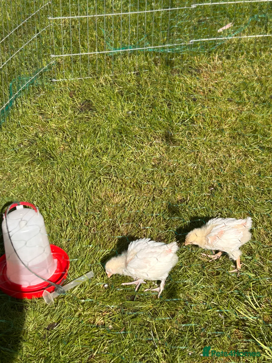 Chickens poultry for sale: Mixed breed chicks for sale  in Nottingham - Advert 1
