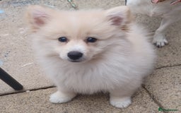 Pomeranian dogs for sale: Pomeranian puppy - Image 1