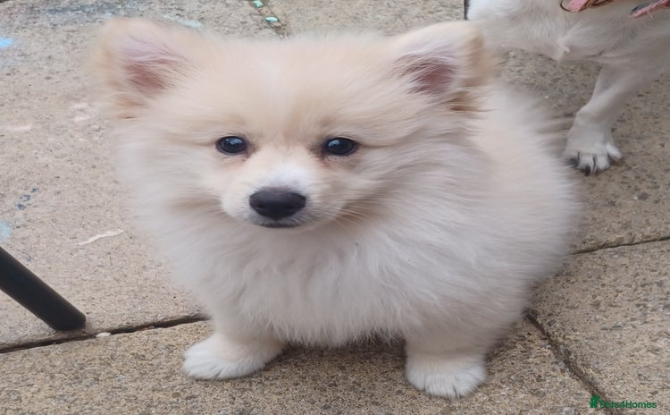 Pomeranian dogs - Advert 1