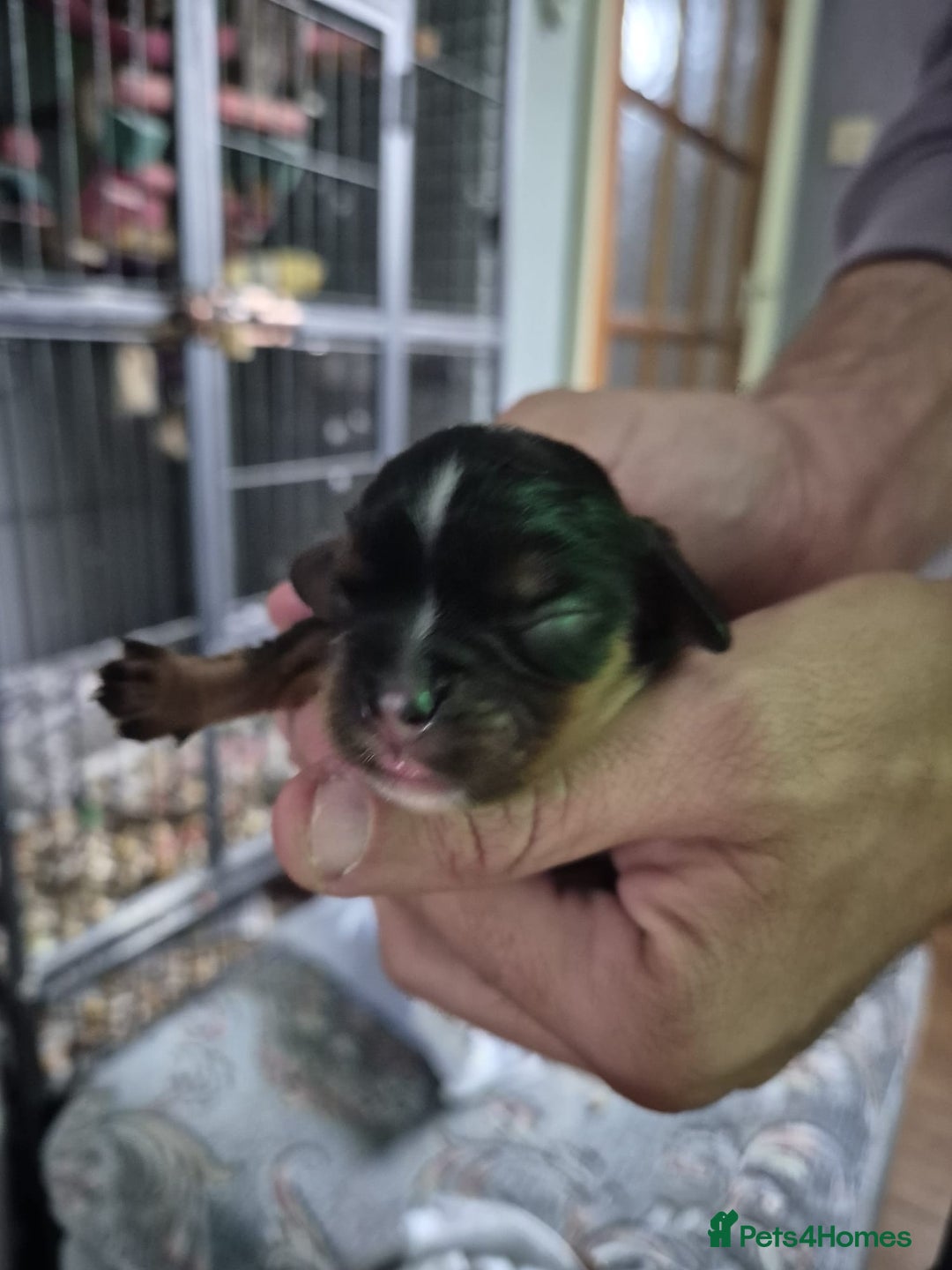 Cavalier King Charles Spaniel dogs for sale: Cute Cavaliers  - Image 8