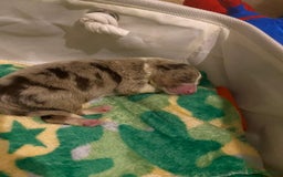 Border Collie dogs for sale: 3 beautiful collie puppies  - Advert 2