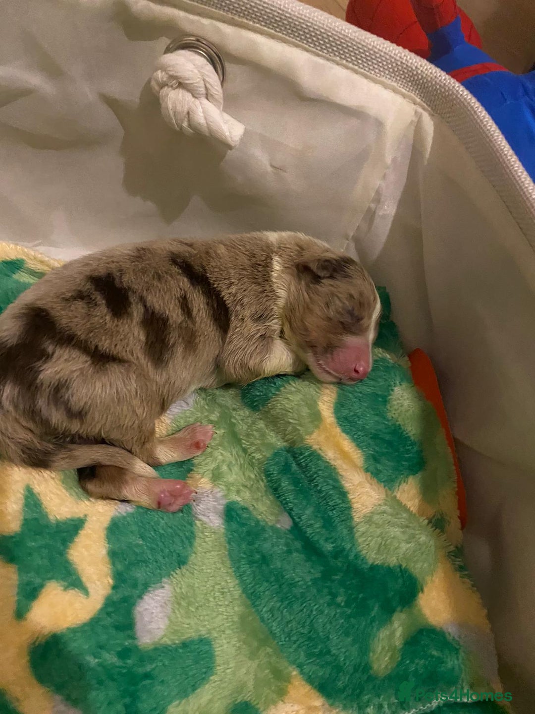 Border Collie dogs for sale: 3 beautiful collie puppies  - Advert 2