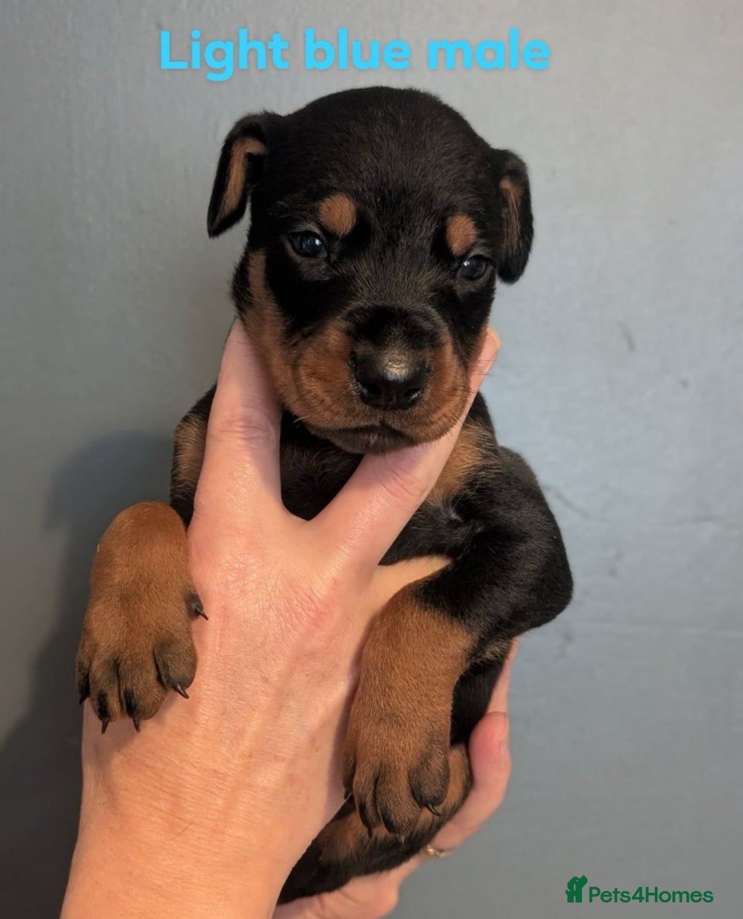 Dobermann dogs for sale: Top Quality Pedigree Dobermanns – Black & Tan - Advert 4