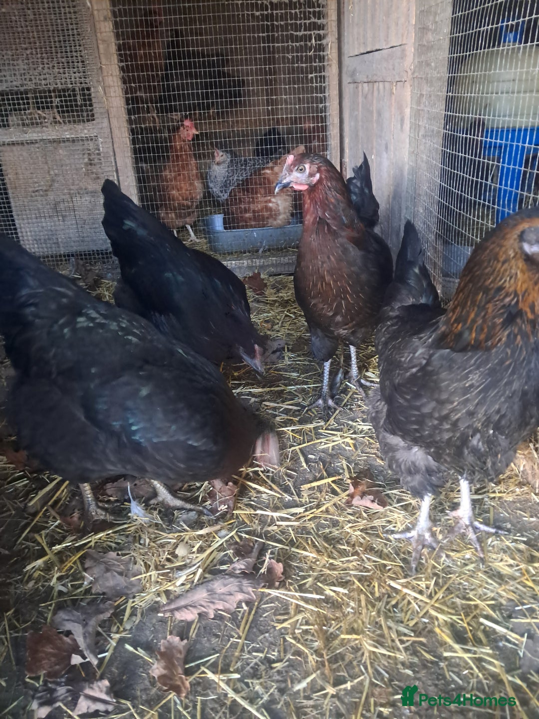 Chickens poultry for sale: POINT OF LAY PULLETS AVAILABLE  - Advert 5