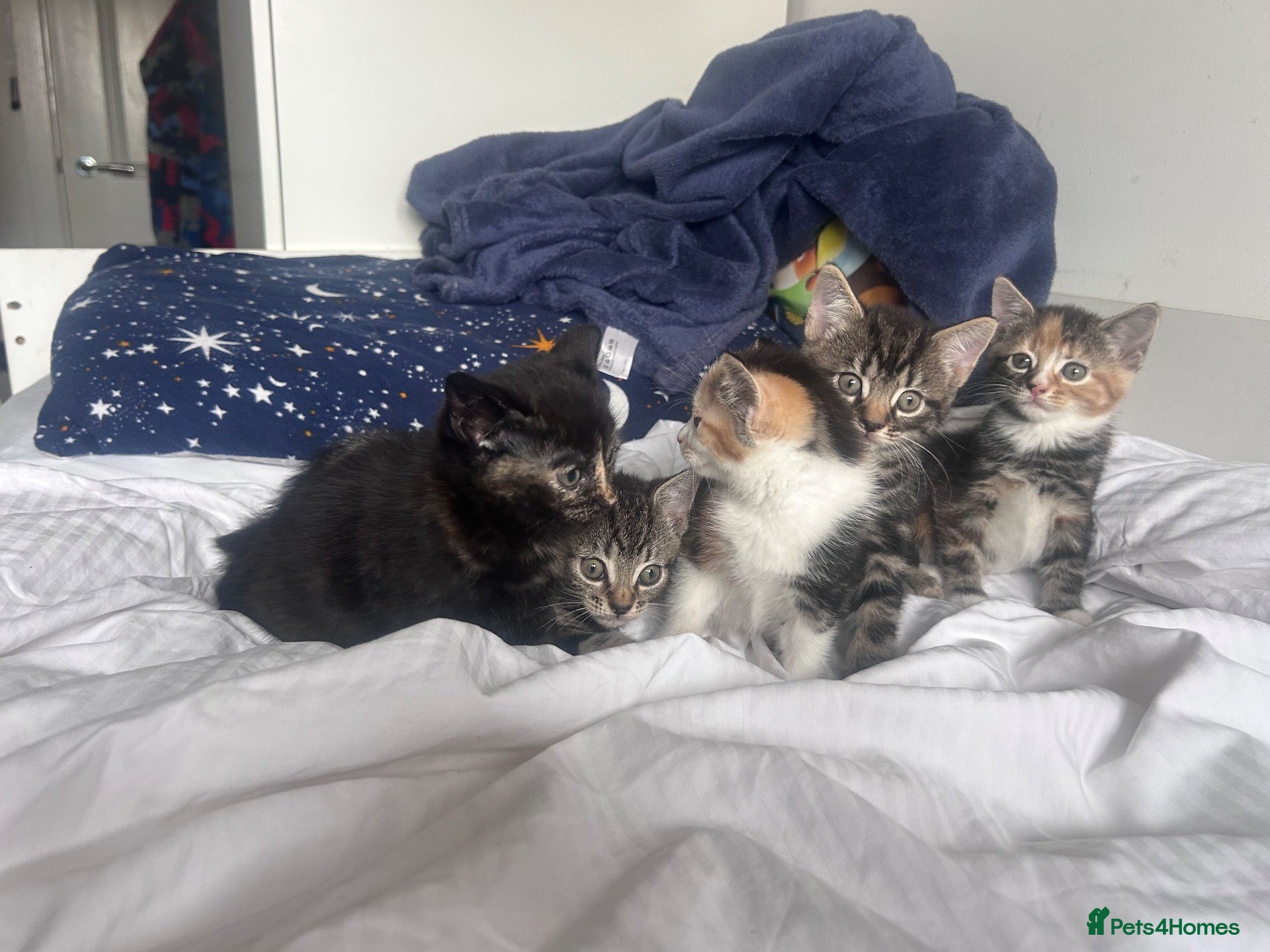 Mixed Breed cats Kittens looking forever home  - Advert 6