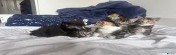 Mixed Breed cats for sale: Kittens looking forever home  in Reading - Advert 1