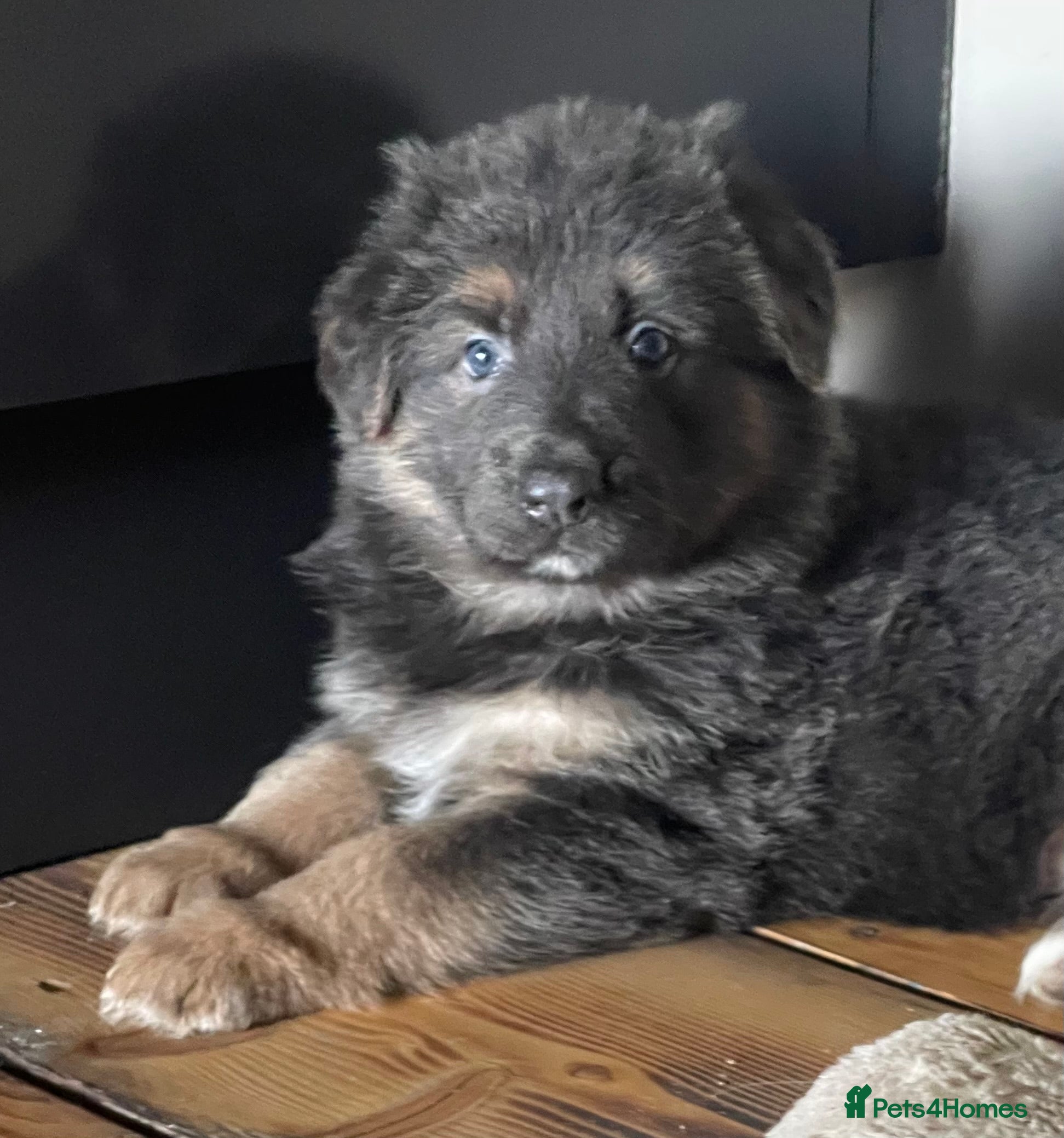 German Shepherd dogs KC Reg long coat straight backed puppies  - Advert 2