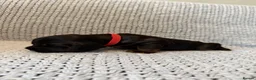 Cocker Spaniel dogs for sale: Outstanding Quality Puppies- Cocker Spaniel  in Slough - Advert 7