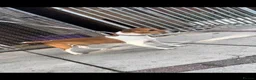 Plummer Terrier dogs for sale: Last two Plummer terrier puppies !! in Bradford - Advert 13