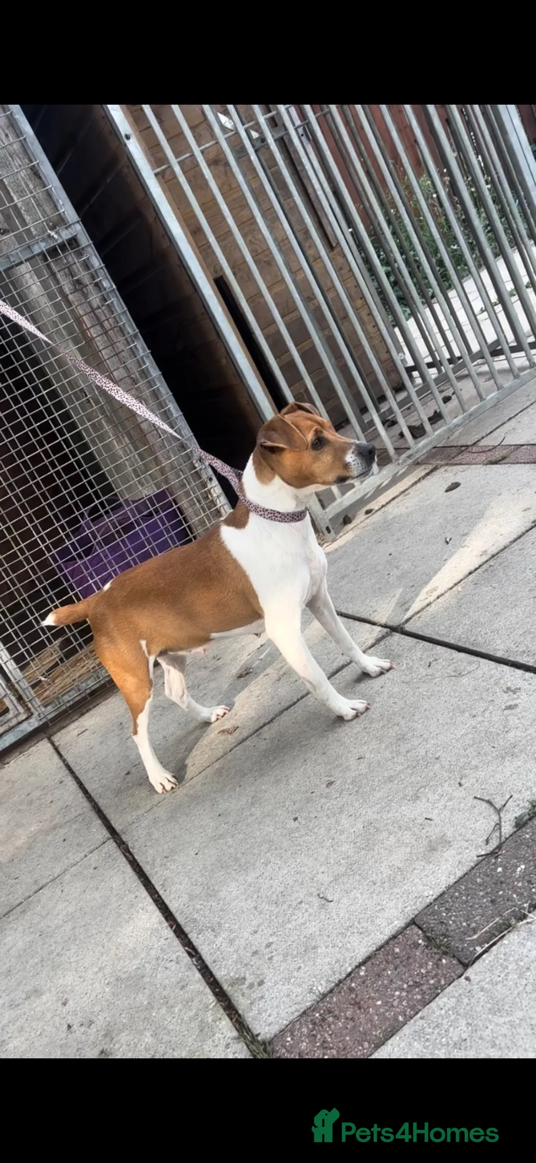 Plummer Terrier dogs for sale: Last two Plummer terrier puppies !! in Bradford - Advert 13