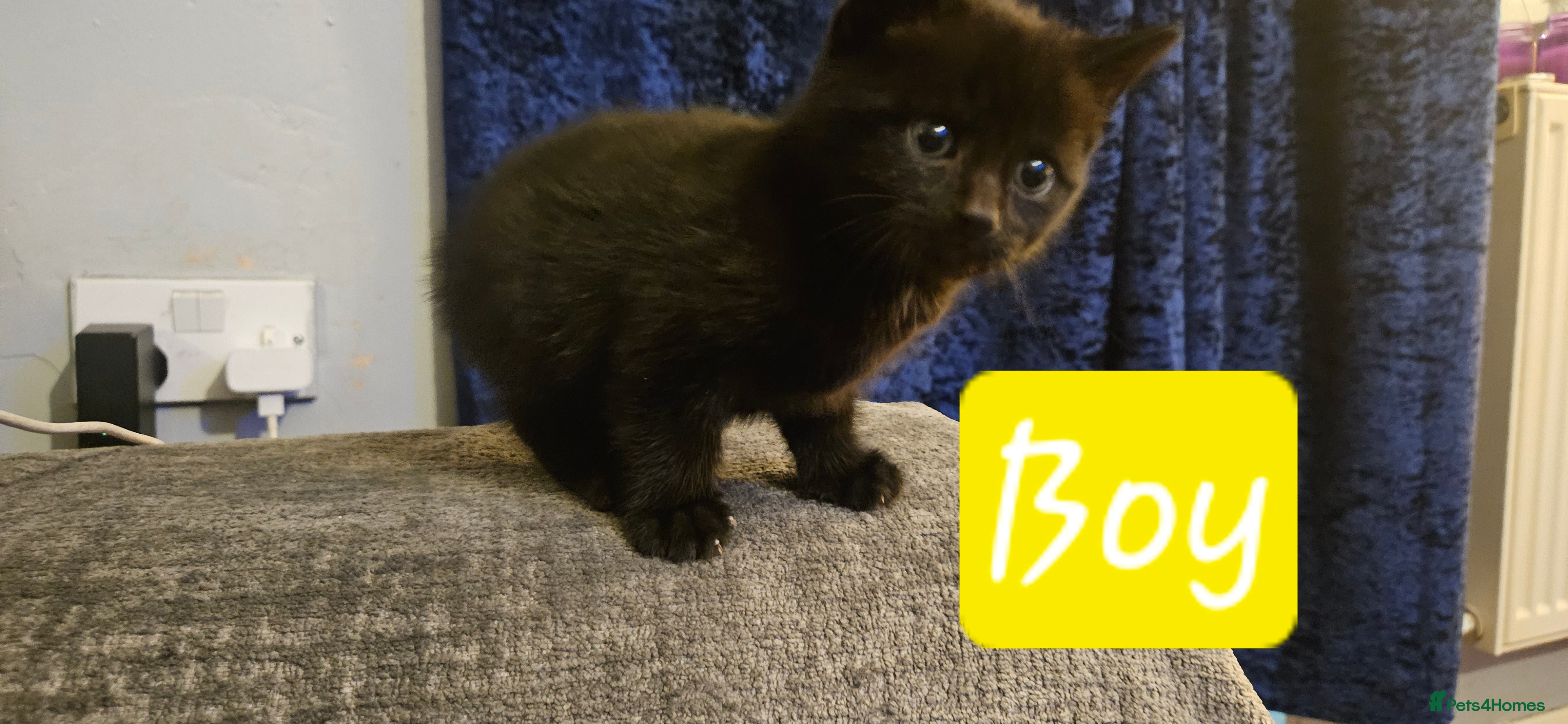 Bengal cats Kittys:Bengal+British parents  - Advert 17