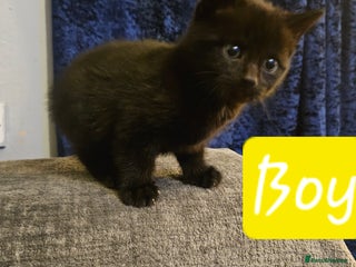 Bengal cats Kittys:Bengal+British parents - Advert 9