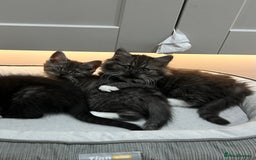 Persian cats for sale: 🌟 2 Chinchilla Persian Boy Kittens 🌟 - Image 5