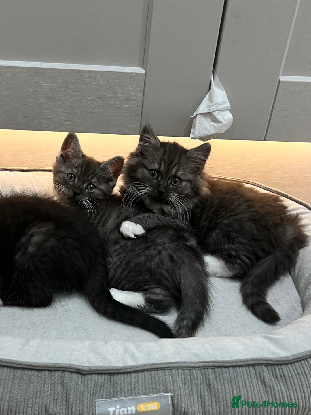 Persian cats for sale: 🌟 2 Chinchilla Persian Boy Kittens 🌟 - Image 5