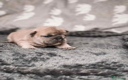French Bulldog dogs for sale: French Bulldogs - Image 6