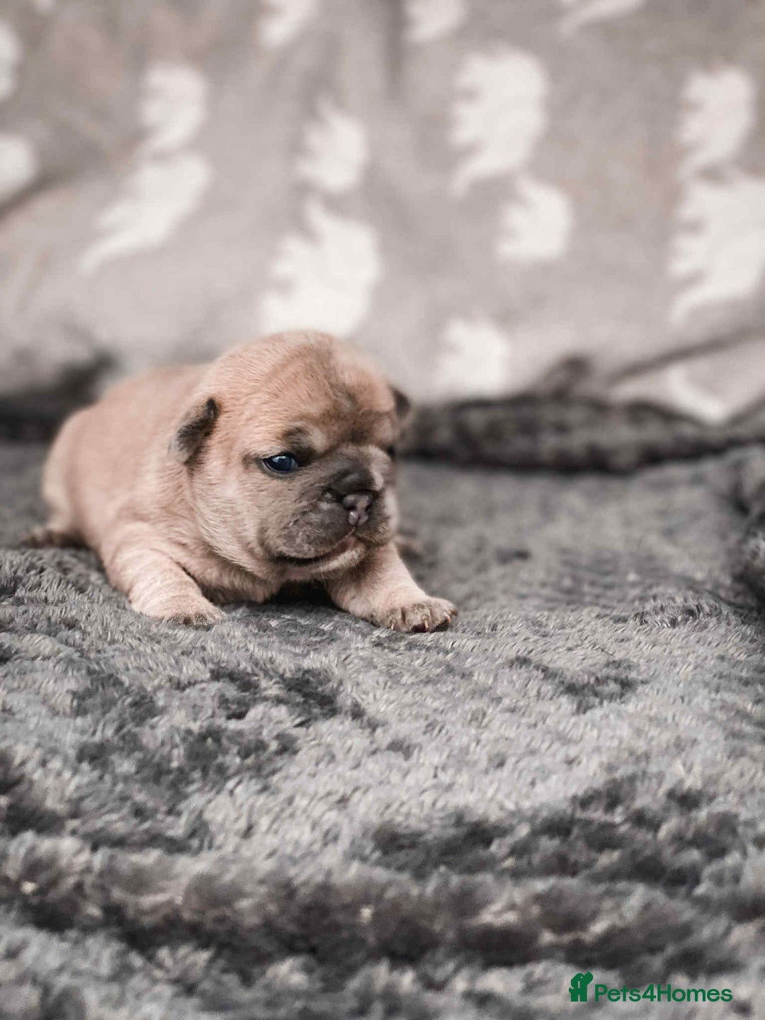 French Bulldog dogs for sale: French Bulldogs - Image 6