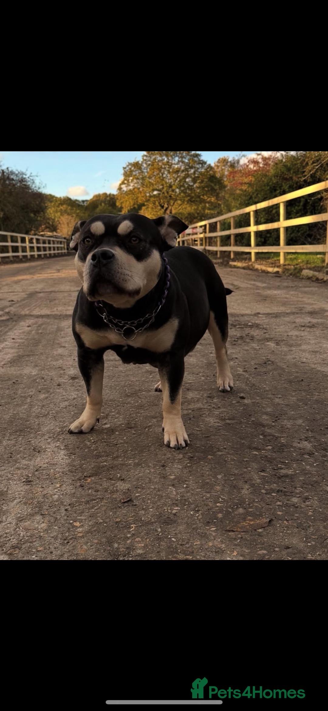 American Bully dogs for sale: Pocket BULLYS  - Advert 1