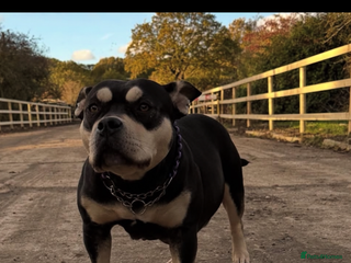 American Bully dogs Pocket Bullys puppys - Advert 9