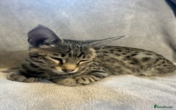 Savannah cats for sale: Savannah cat F4 - Image 3