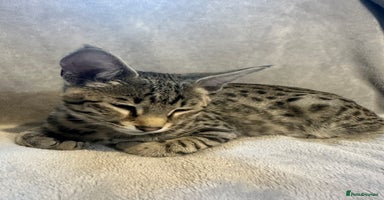 Savannah cats - Advert 14