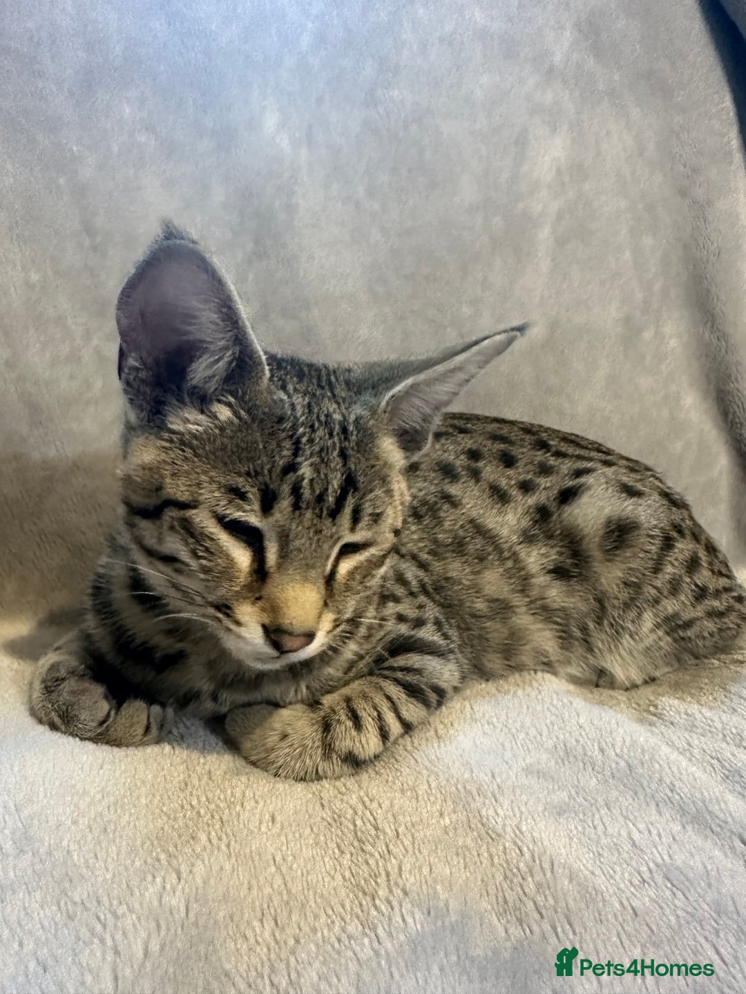 Savannah cats for sale: Savannah cat F4 - Image 3