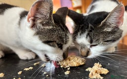 British Shorthair cats for sale: Teddy & Bear Rehoming 💕 - Image 2