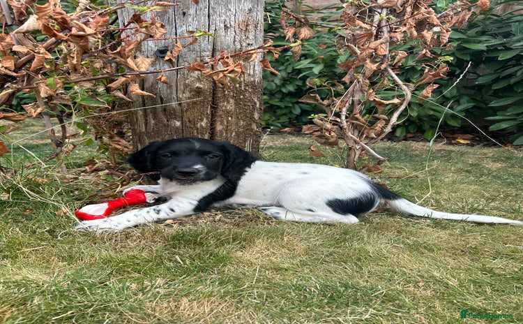 English Springer Spaniel dogs - Advert 13