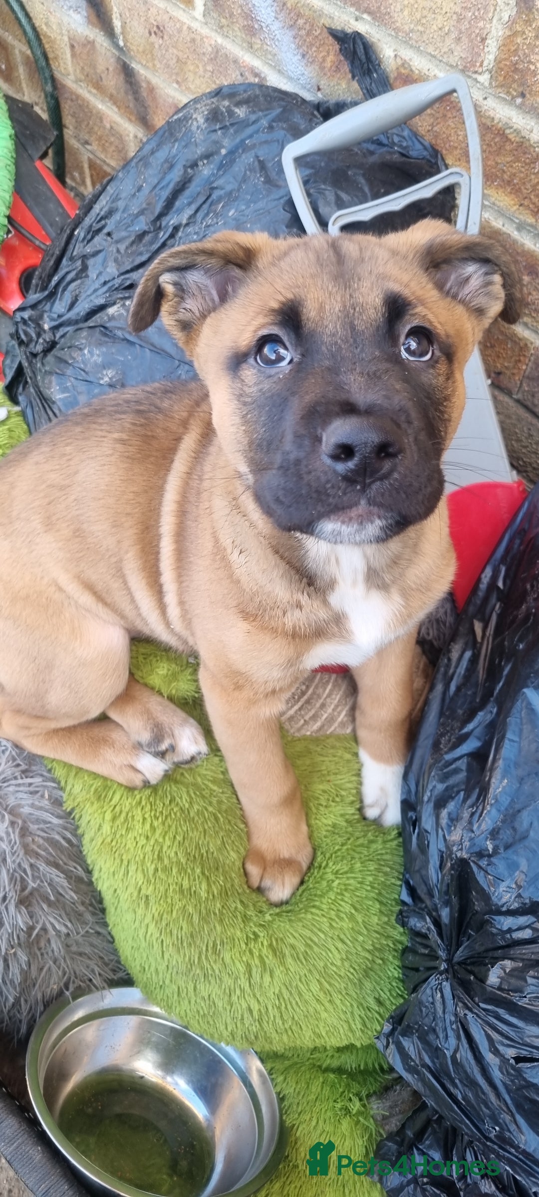 Mixed Breed dogs for sale:  pups - Advert 2
