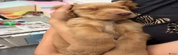 Cocker Spaniel dogs for sale: KC Registered Working Cocker Spaniels - Advert 10
