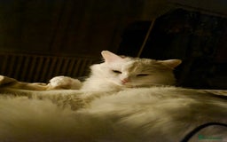 British Longhair cats for sale: Looking for a new home - Image 8