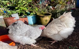 Chickens poultry for sale: Orphington lavender cuckoo  - Image 1
