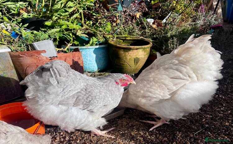 Chickens poultry - Advert 14