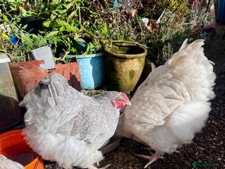 Chickens poultry - Advert 1
