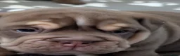 Mixed Breed dogs for sale: New English bulldog  in Perth - Advert 4