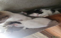 Domestic Shorthair cats for sale: 2 Black and White male kittens  - Image 19