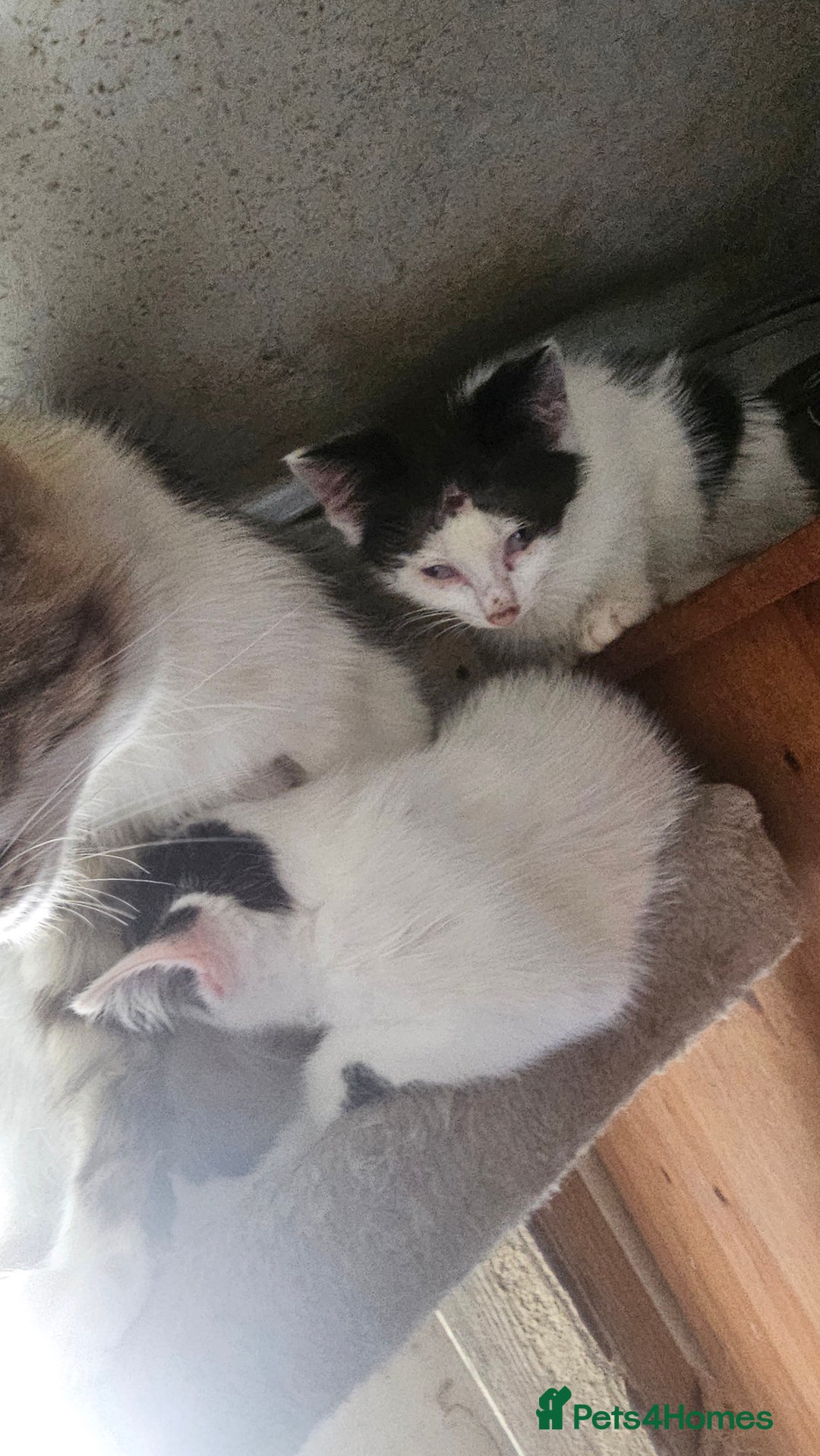 Domestic Shorthair cats for sale: 2 Black and White male kittens  - Image 19