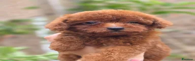 Toy Poodle 2