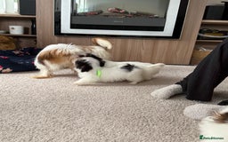 Shih Tzu dogs for sale: Shih tzu puppy’s  - Image 4