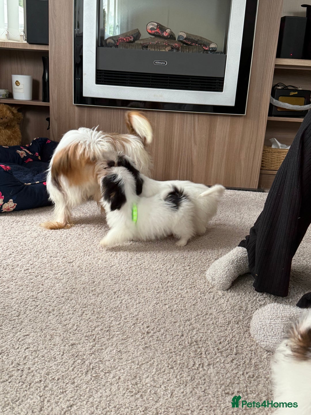 Shih Tzu dogs for sale: Shih tzu puppy’s  - Image 4