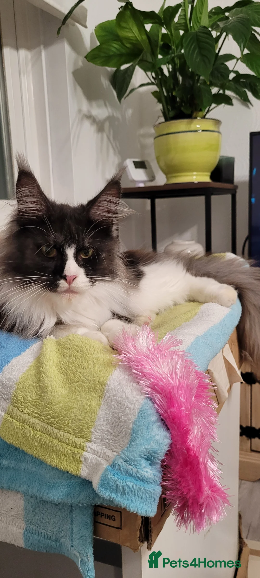 Maine Coon cats for sale: Maine Conn girl - Advert 6