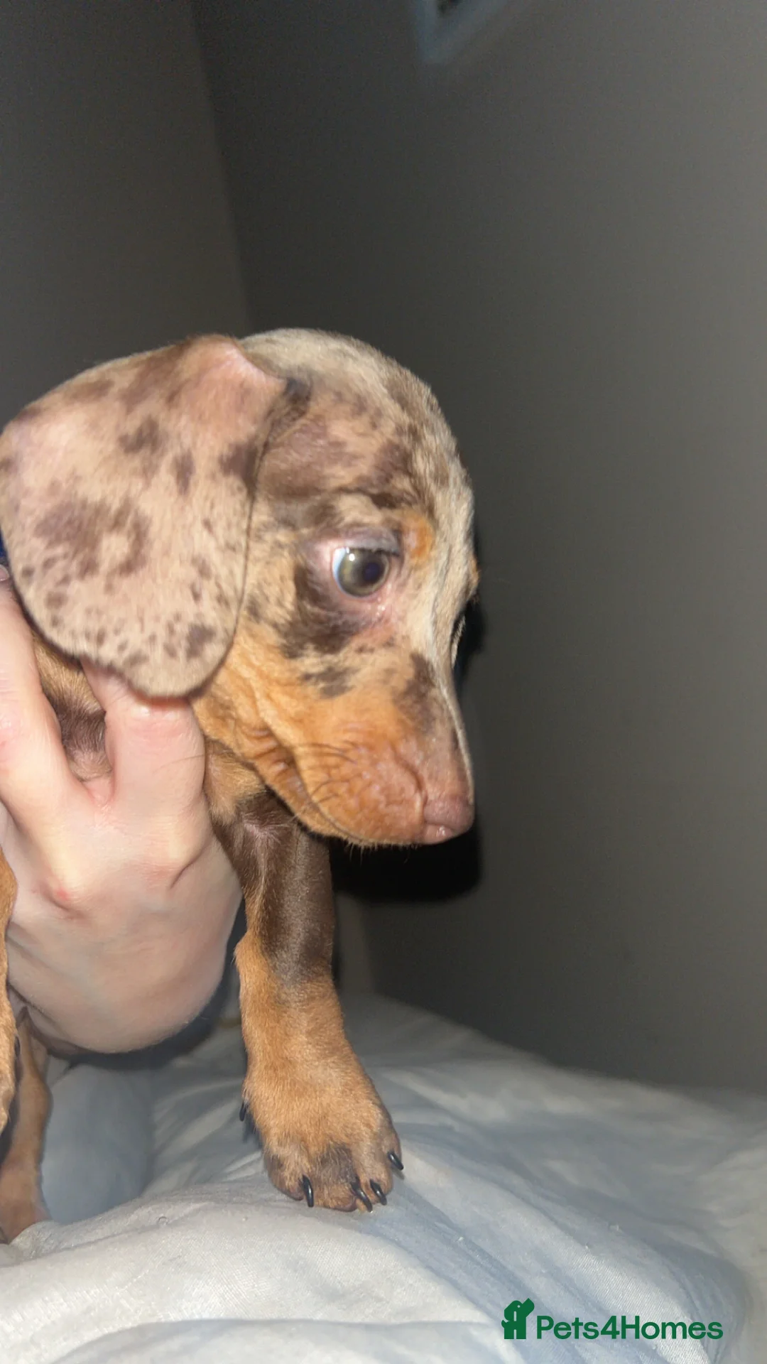 Miniature Dachshund dogs for sale: Female dapple miniature KC reg 💗 - Advert 3